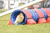  - Mise à jour des concours d'agility 07/08/2024