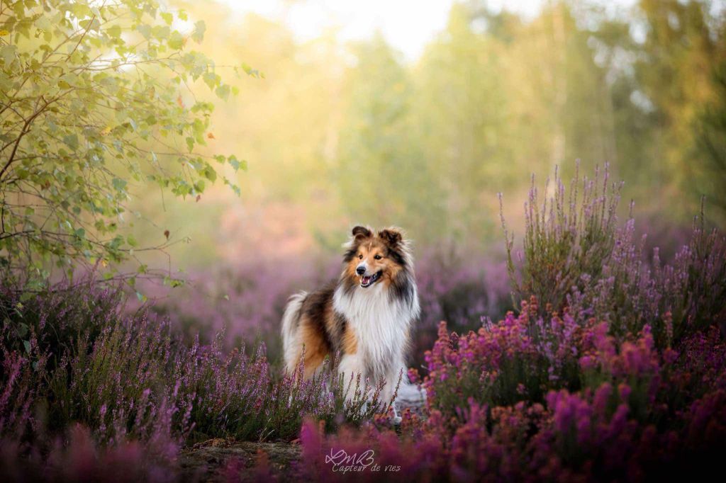 Rhapsody Du Jardin D'aouregan