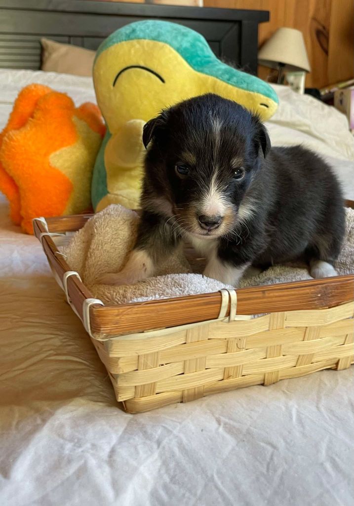 Du Jardin D'aouregan - Chiot disponible  - Shetland Sheepdog