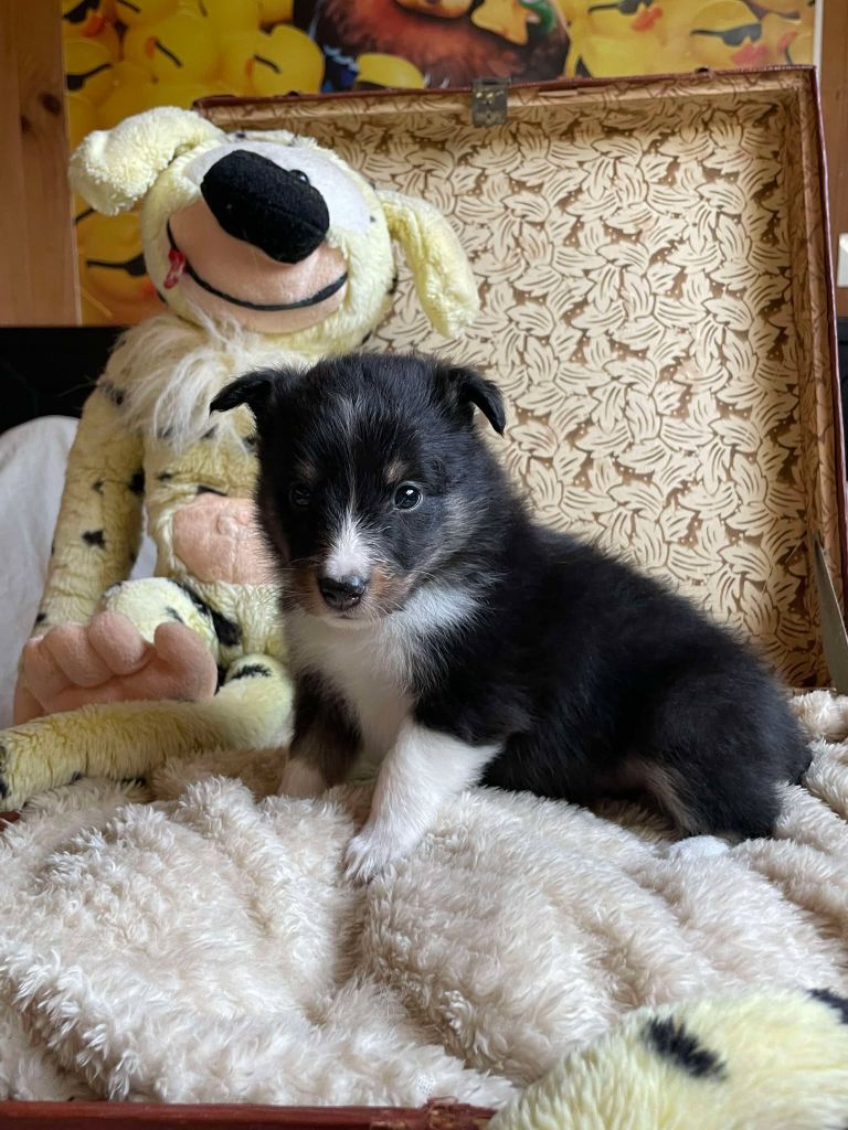 Du Jardin D'aouregan - Chiot disponible  - Shetland Sheepdog