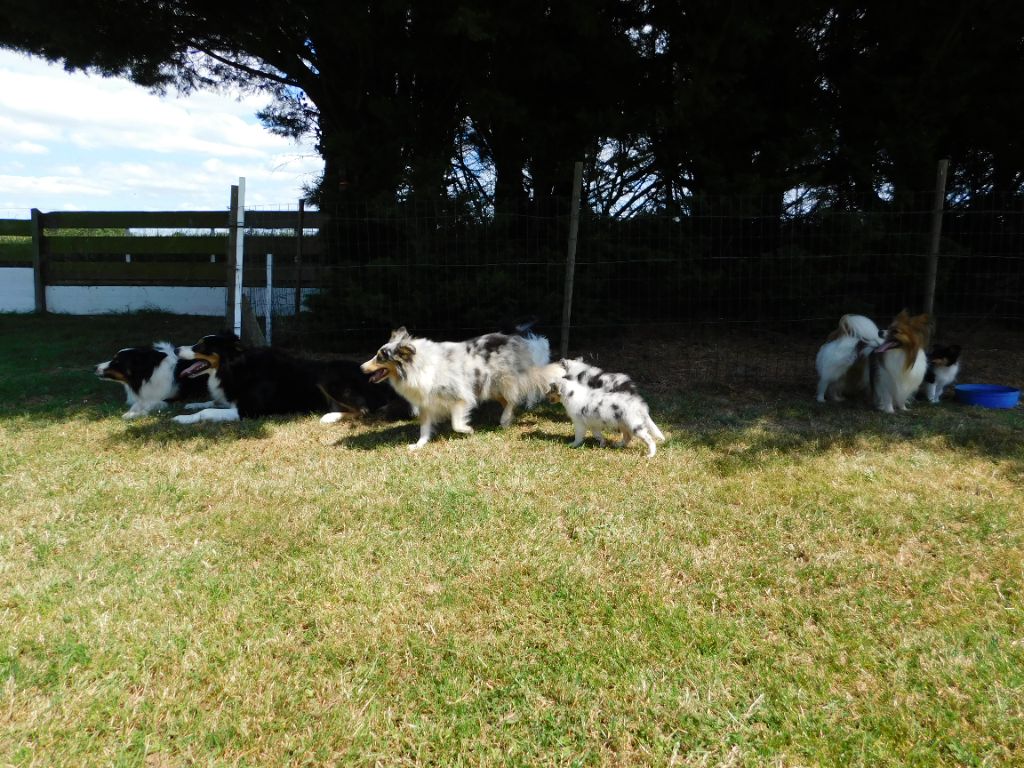 chiot Shetland Sheepdog Du Jardin D'aouregan