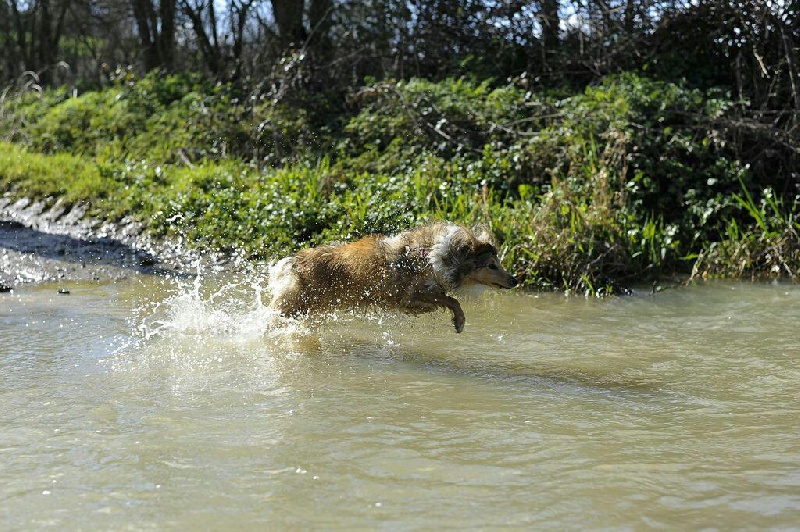 Du Jardin D'aouregan - Shetland Sheepdog - Portée née le 11/04/2012