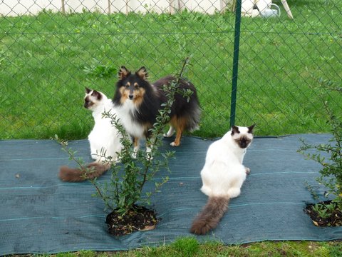 Hélios Du Jardin D'aouregan