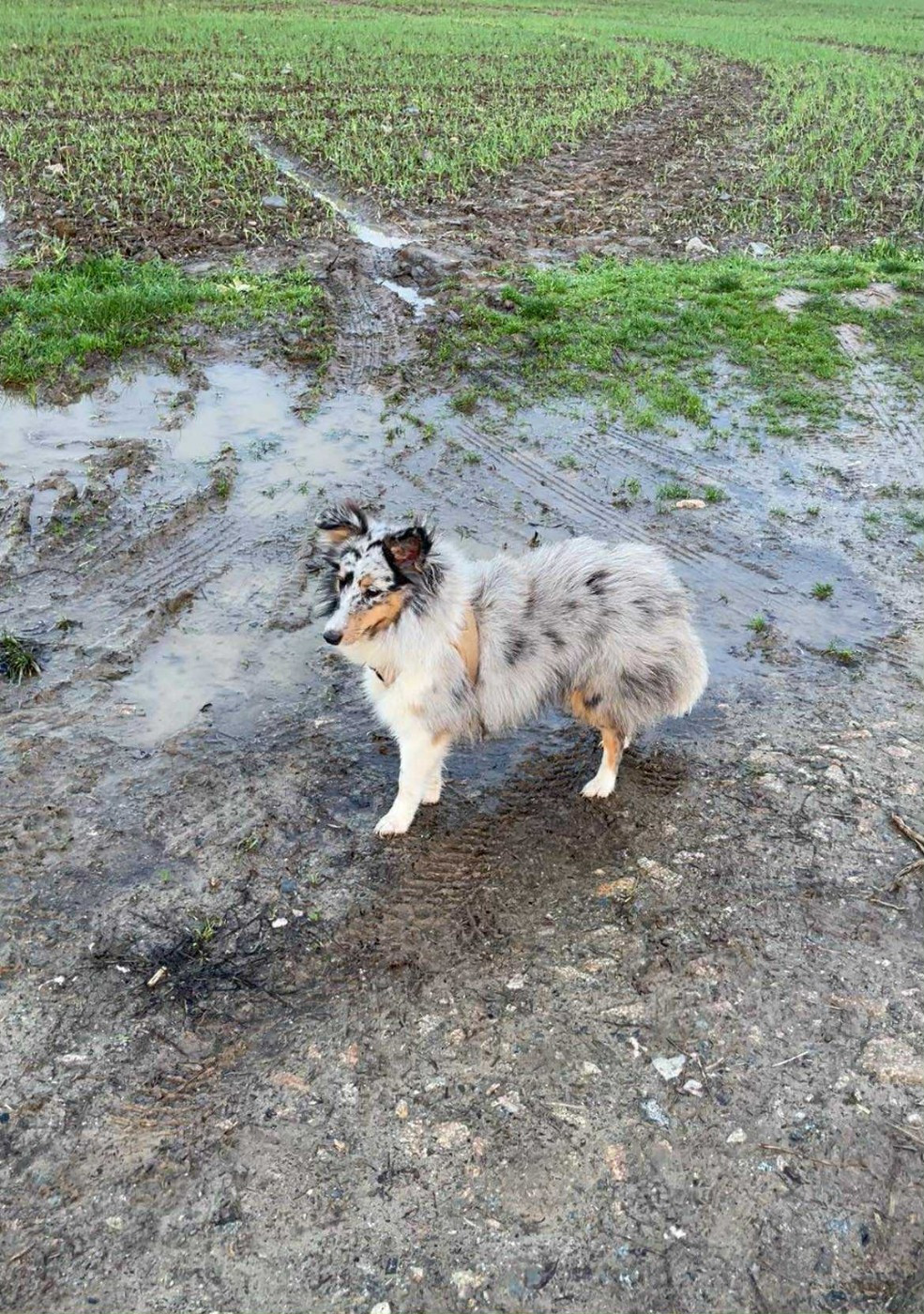 Atomic aquali Du Jardin D'aouregan