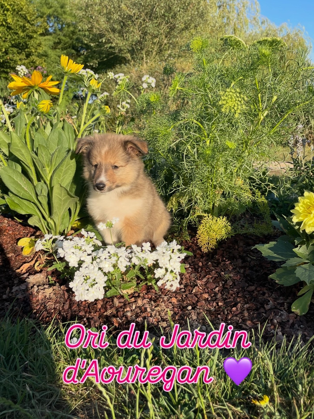Brillante Bridget Ori du Jardin d'Aouregan 