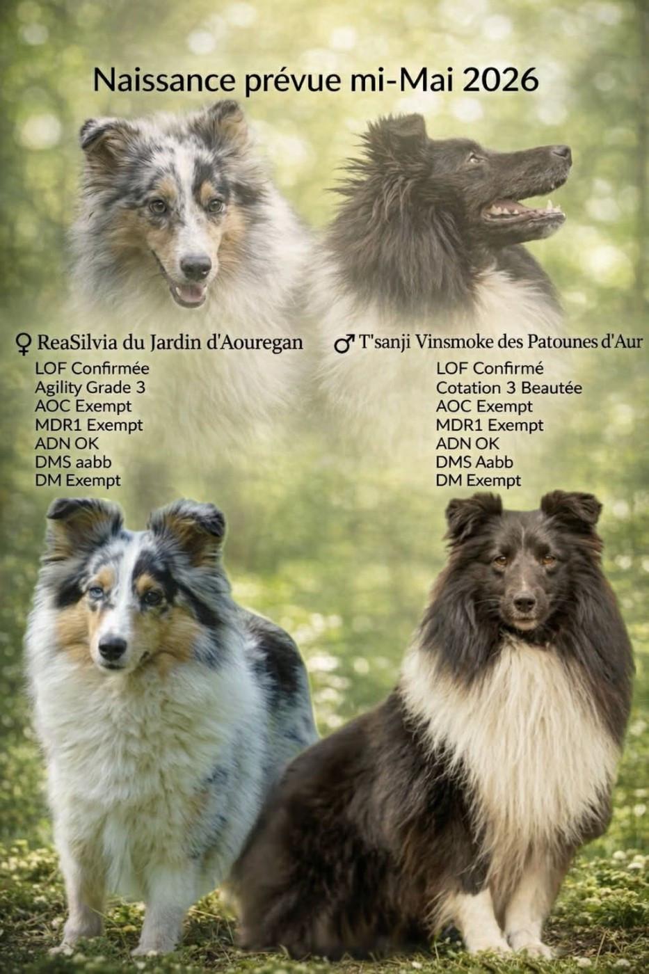Du Jardin D'aouregan - Shetland Sheepdog - Portée née le 11/05/2026
