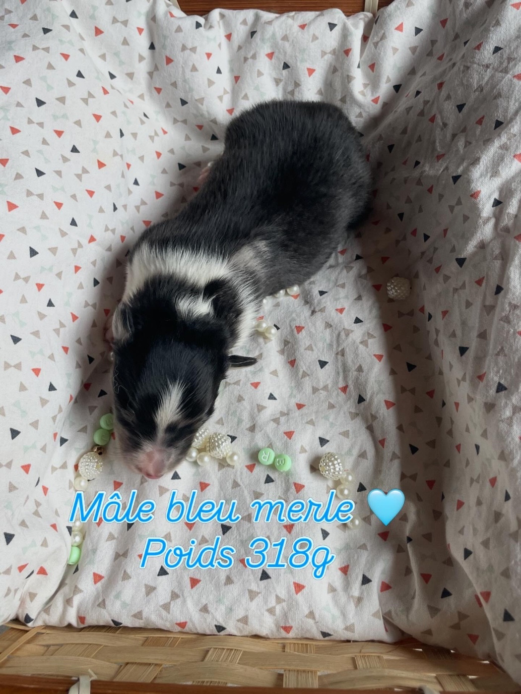 Du Jardin D'aouregan - Chiots disponibles - Shetland Sheepdog