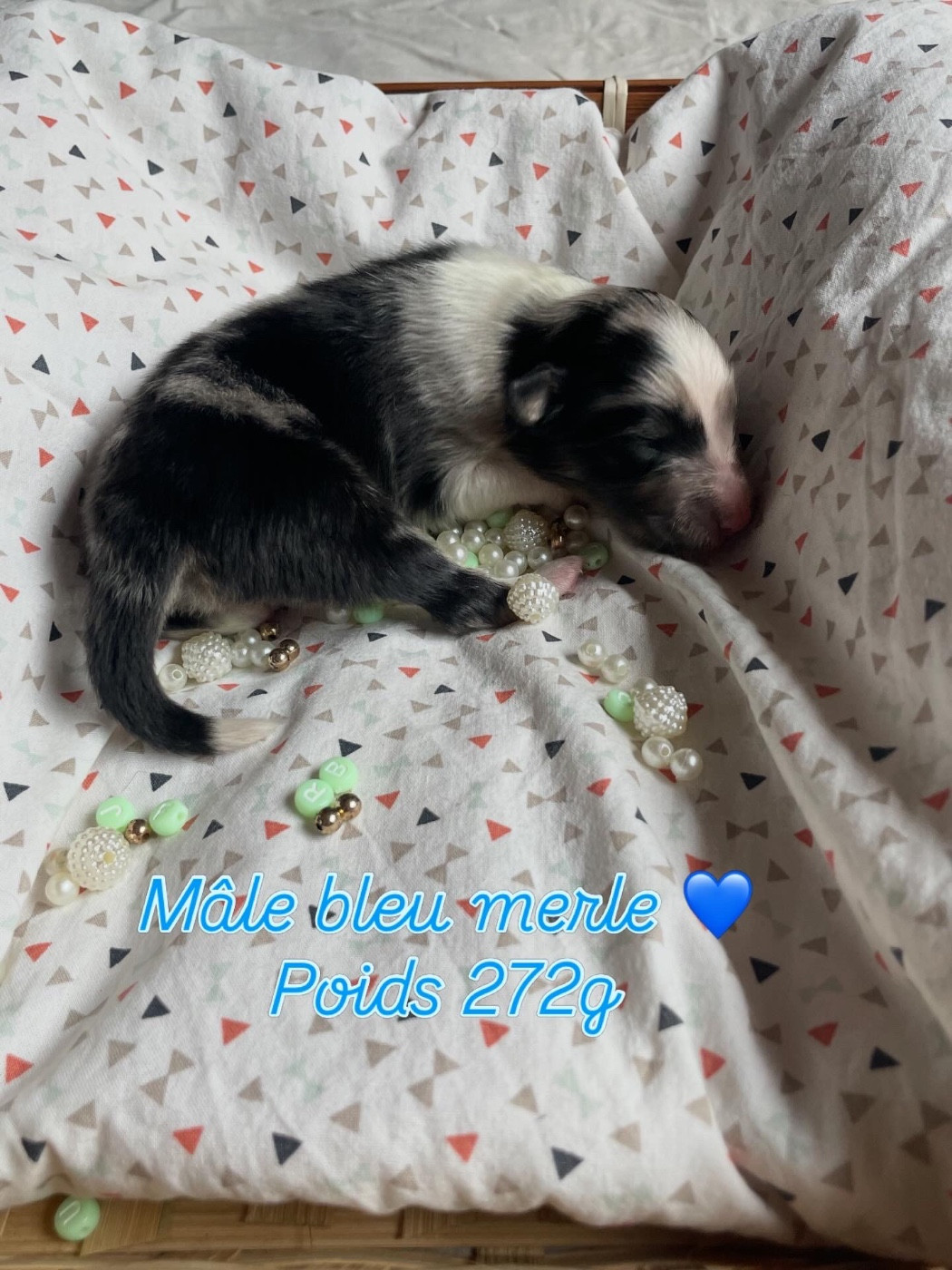 Du Jardin D'aouregan - Chiots disponibles - Shetland Sheepdog