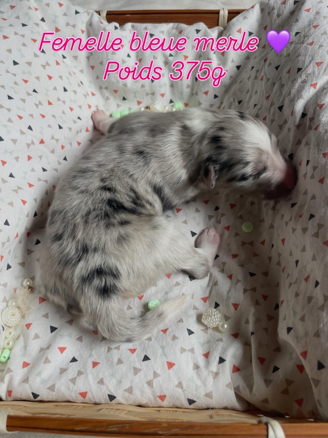 Du Jardin D'aouregan - Chiots disponibles - Shetland Sheepdog