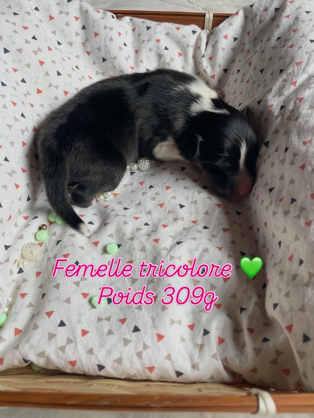 Du Jardin D'aouregan - Chiots disponibles - Shetland Sheepdog