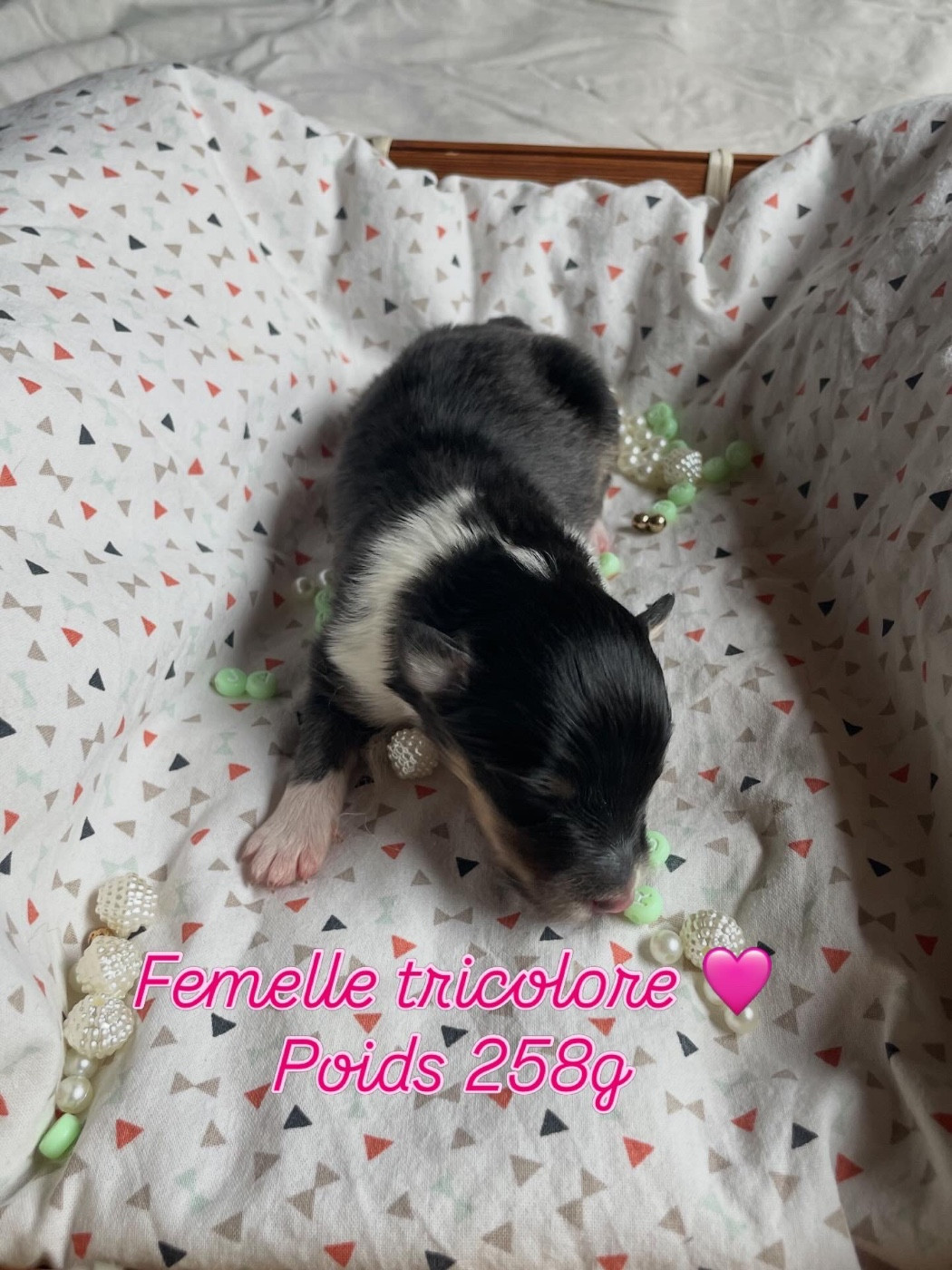 Du Jardin D'aouregan - Chiots disponibles - Shetland Sheepdog