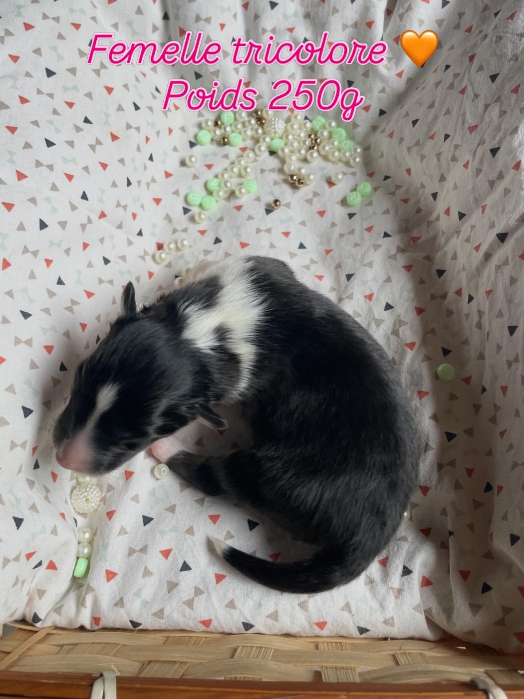 Du Jardin D'aouregan - Chiots disponibles - Shetland Sheepdog