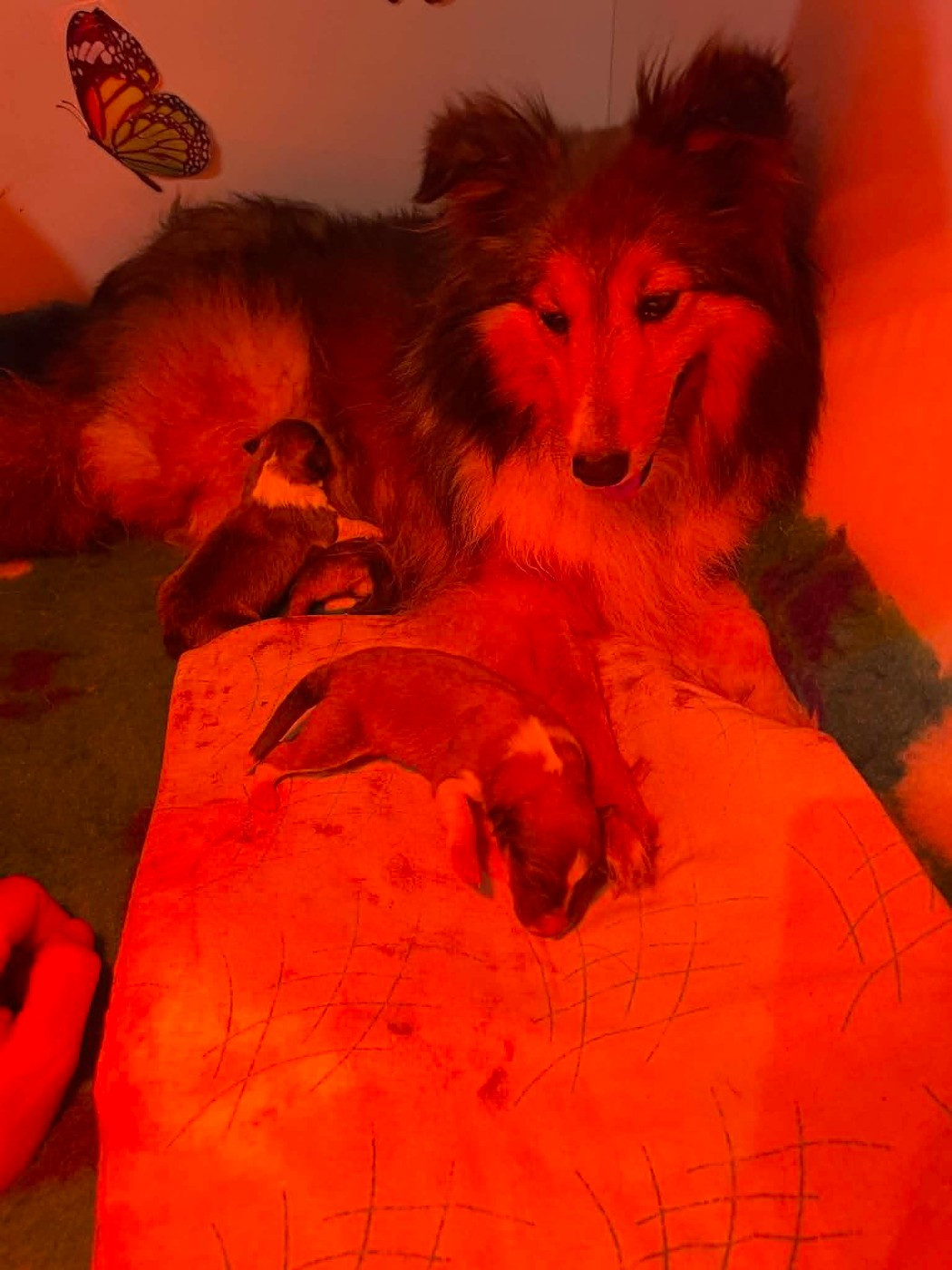 Du Jardin D'aouregan - Chiots disponibles - Shetland Sheepdog