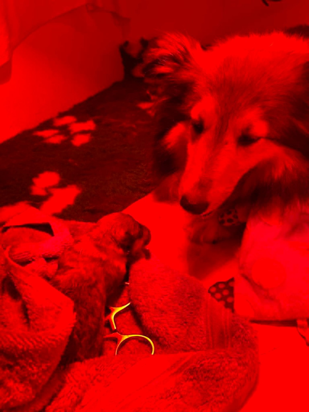 Du Jardin D'aouregan - Chiots disponibles - Shetland Sheepdog