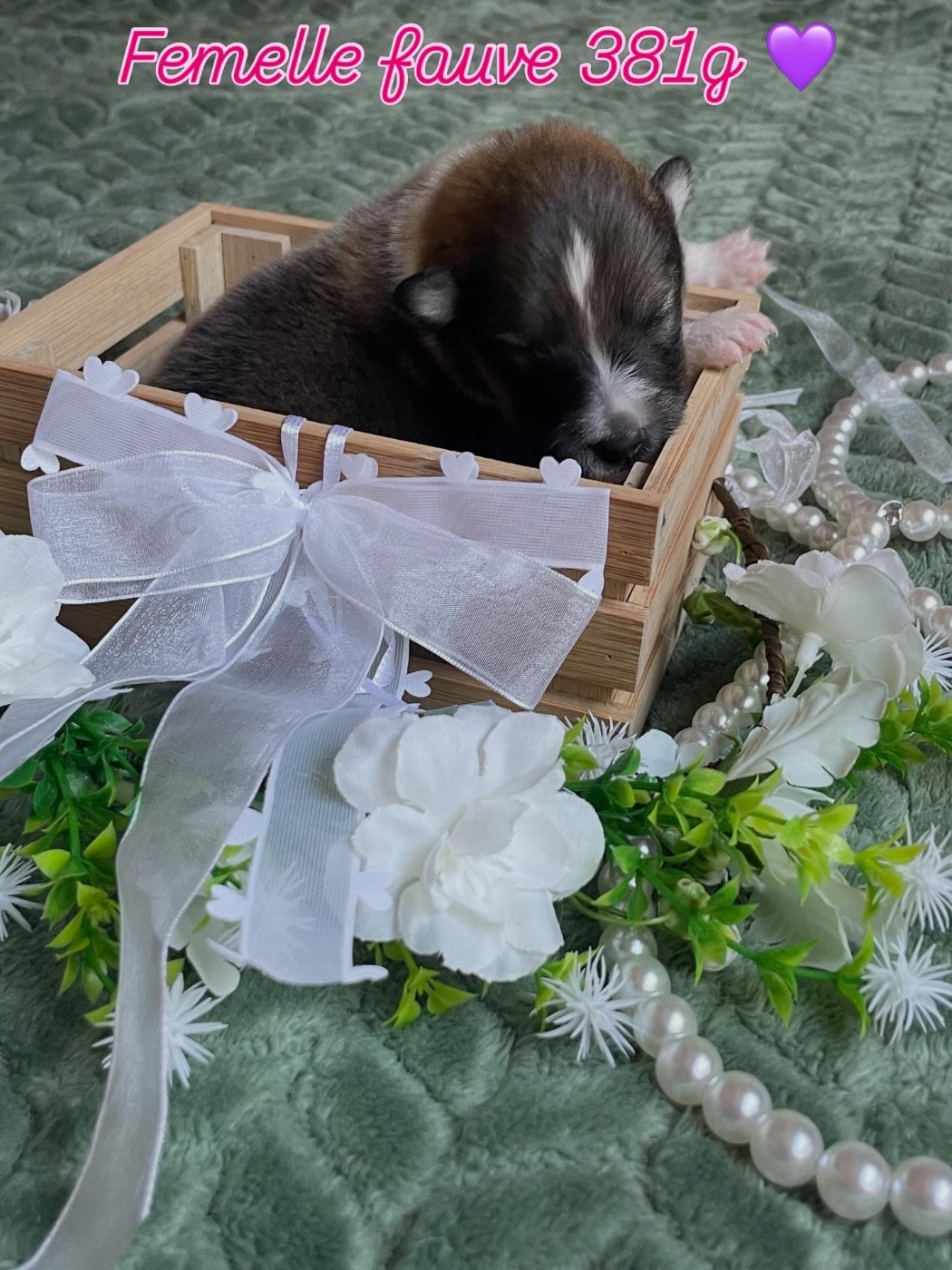 Du Jardin D'aouregan - Chiots disponibles - Shetland Sheepdog