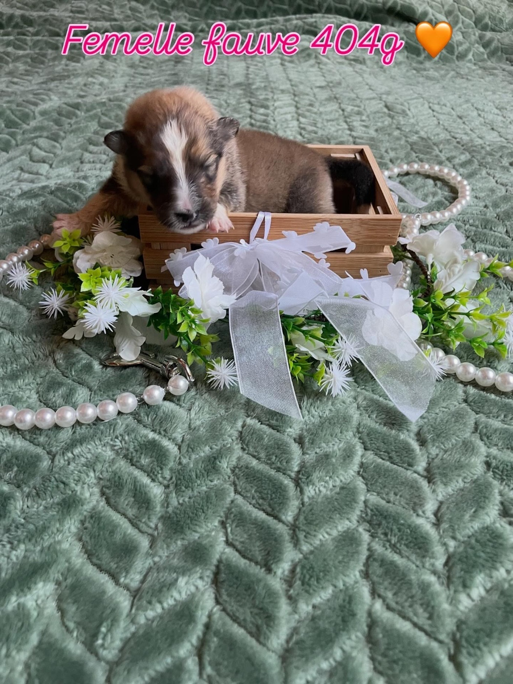 Du Jardin D'aouregan - Chiots disponibles - Shetland Sheepdog