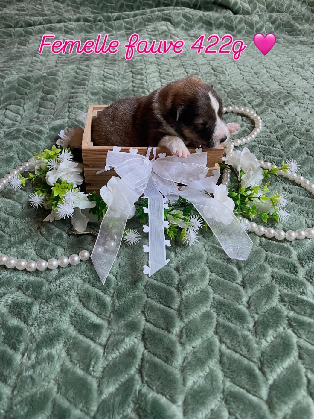 Du Jardin D'aouregan - Chiots disponibles - Shetland Sheepdog