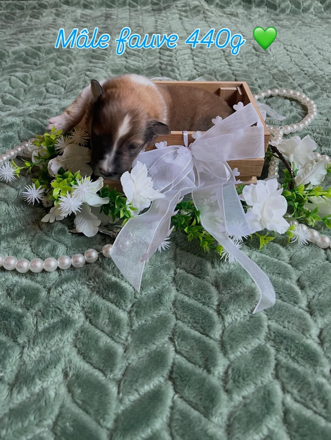 Du Jardin D'aouregan - Chiots disponibles - Shetland Sheepdog