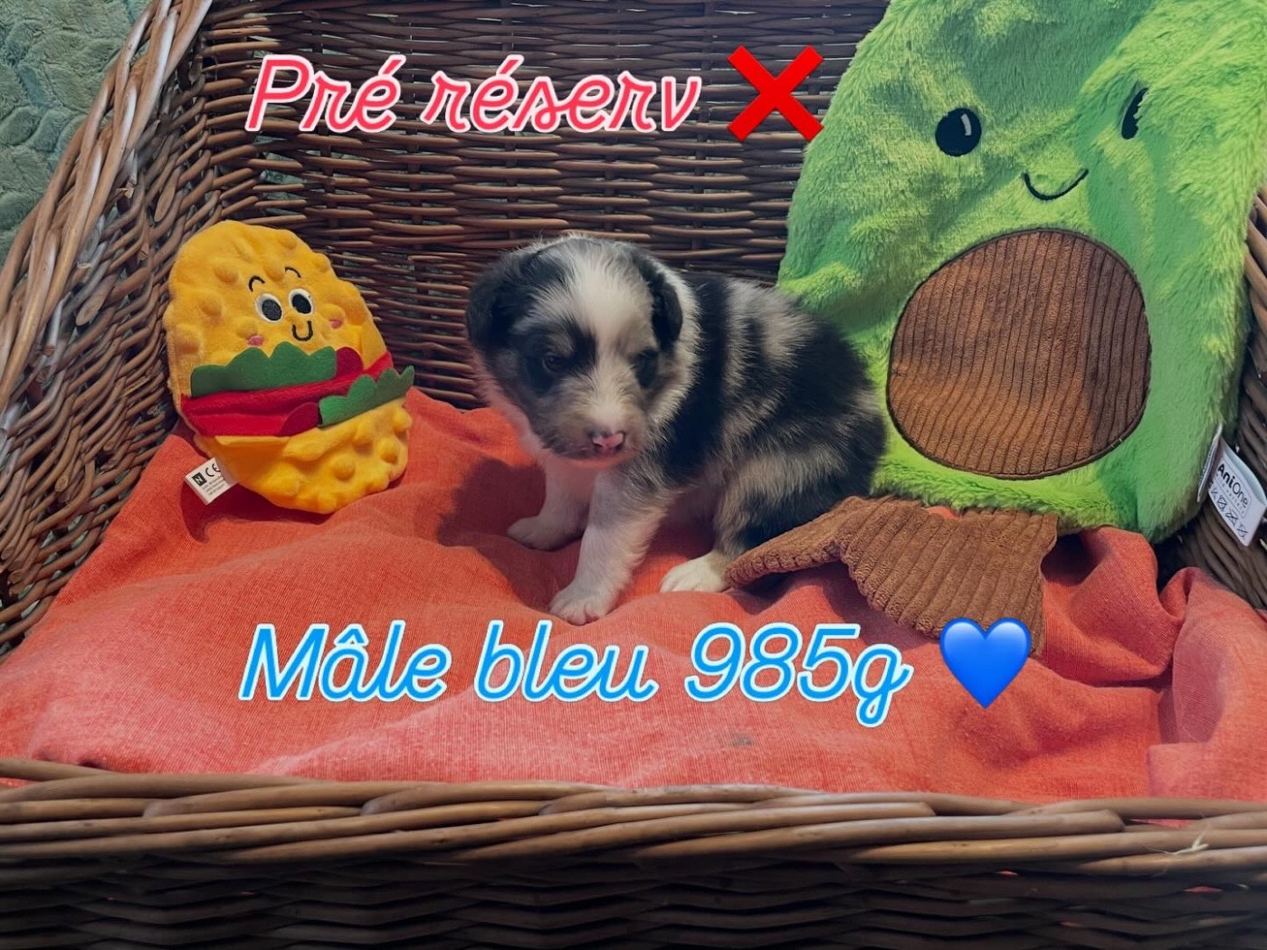 Du Jardin D'aouregan - Chiots disponibles - Shetland Sheepdog
