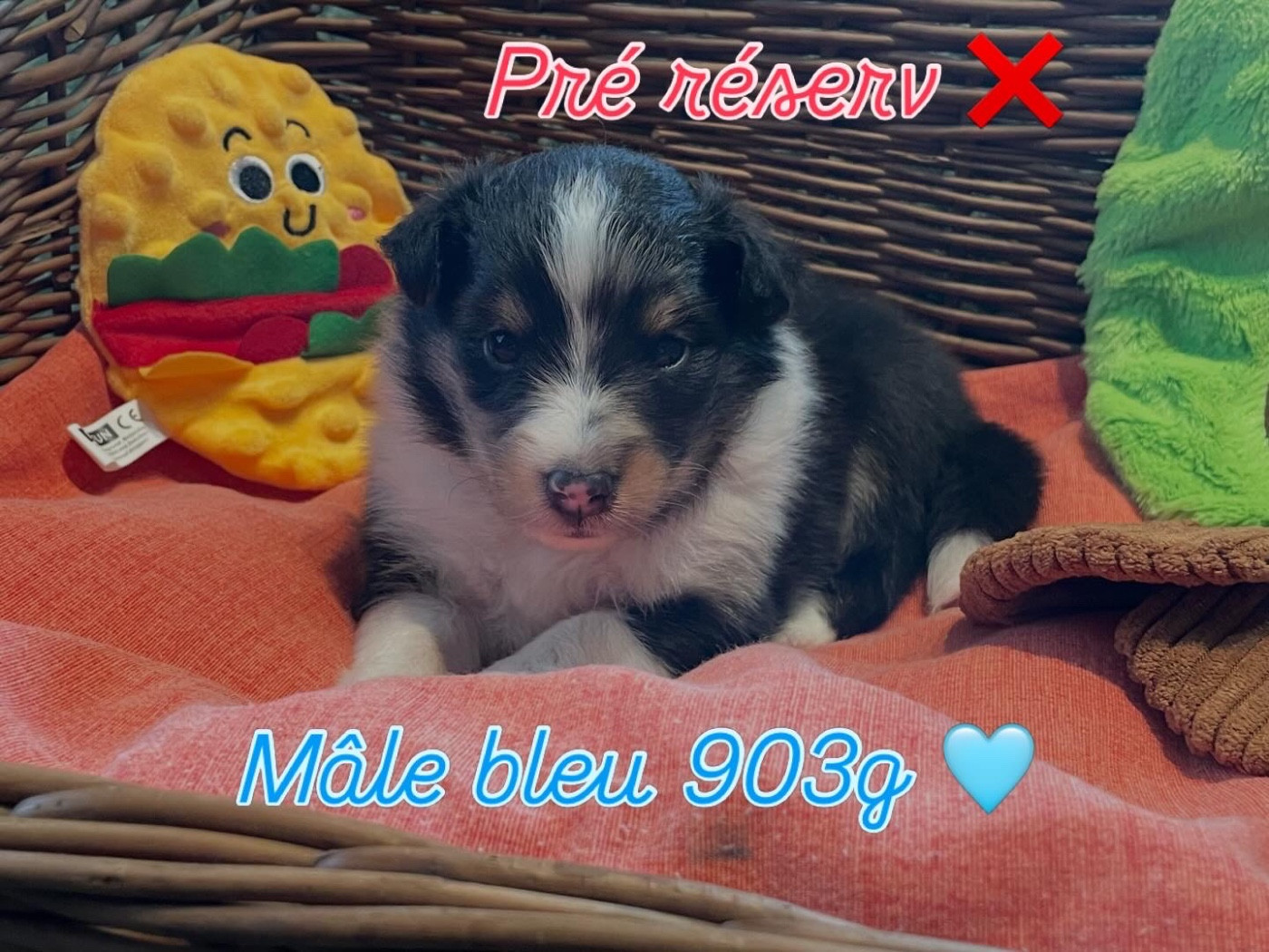 Du Jardin D'aouregan - Chiots disponibles - Shetland Sheepdog