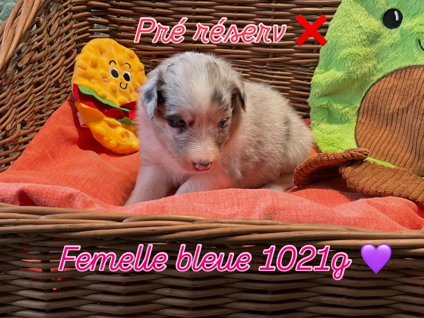 Du Jardin D'aouregan - Chiots disponibles - Shetland Sheepdog