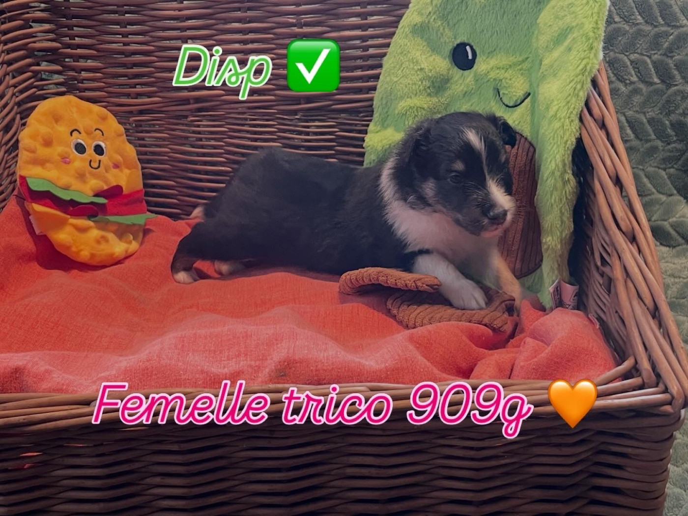 Du Jardin D'aouregan - Chiots disponibles - Shetland Sheepdog