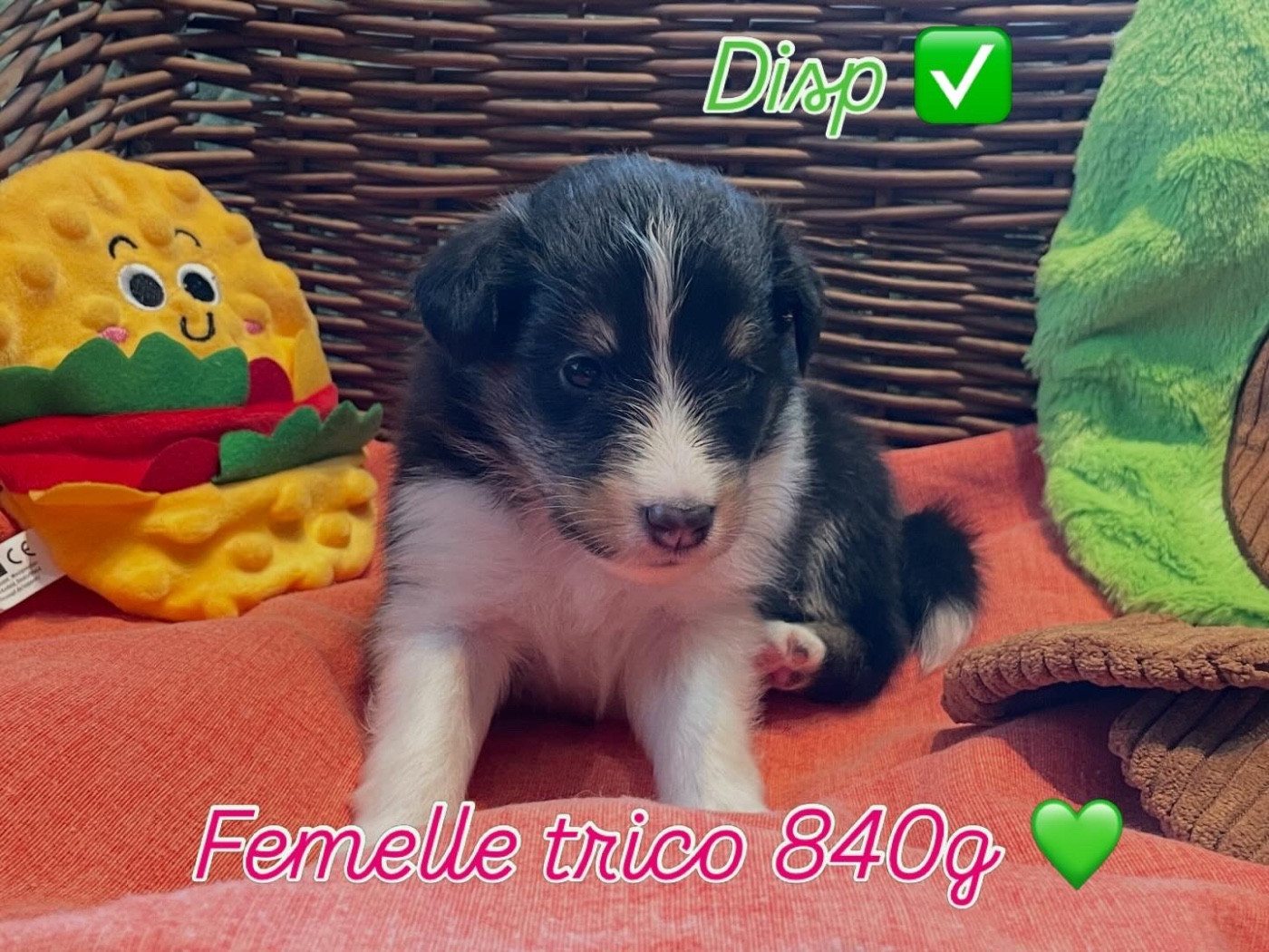 Du Jardin D'aouregan - Chiots disponibles - Shetland Sheepdog
