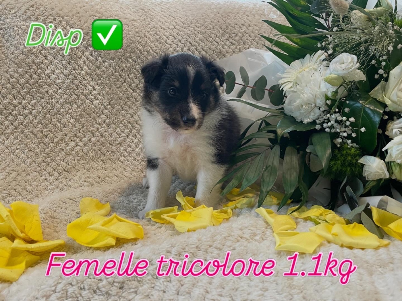 Du Jardin D'aouregan - Chiots disponibles - Shetland Sheepdog