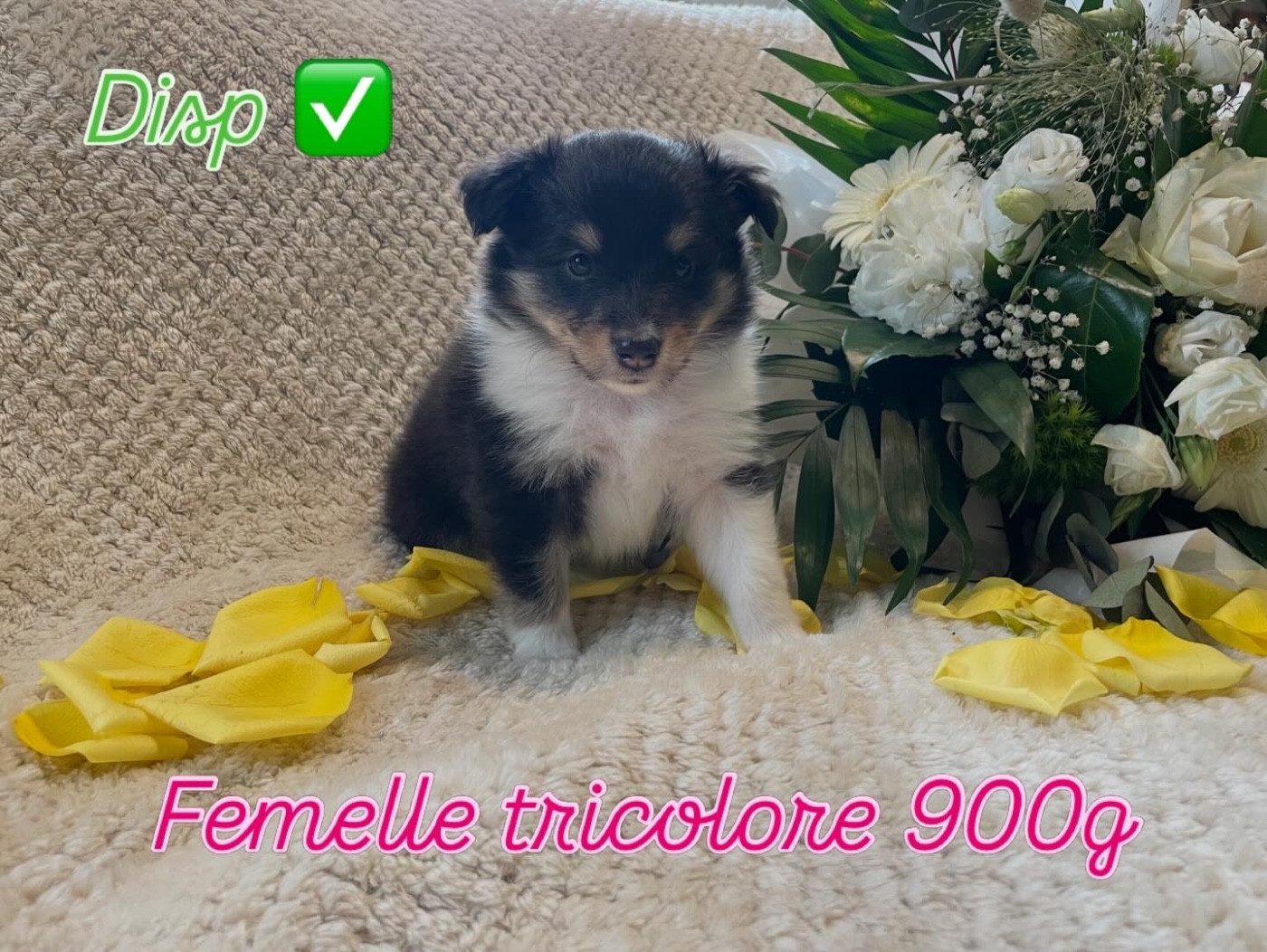 Du Jardin D'aouregan - Chiots disponibles - Shetland Sheepdog