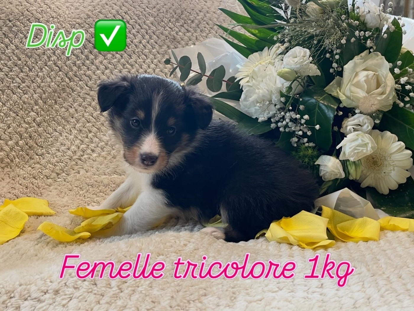 Du Jardin D'aouregan - Chiots disponibles - Shetland Sheepdog