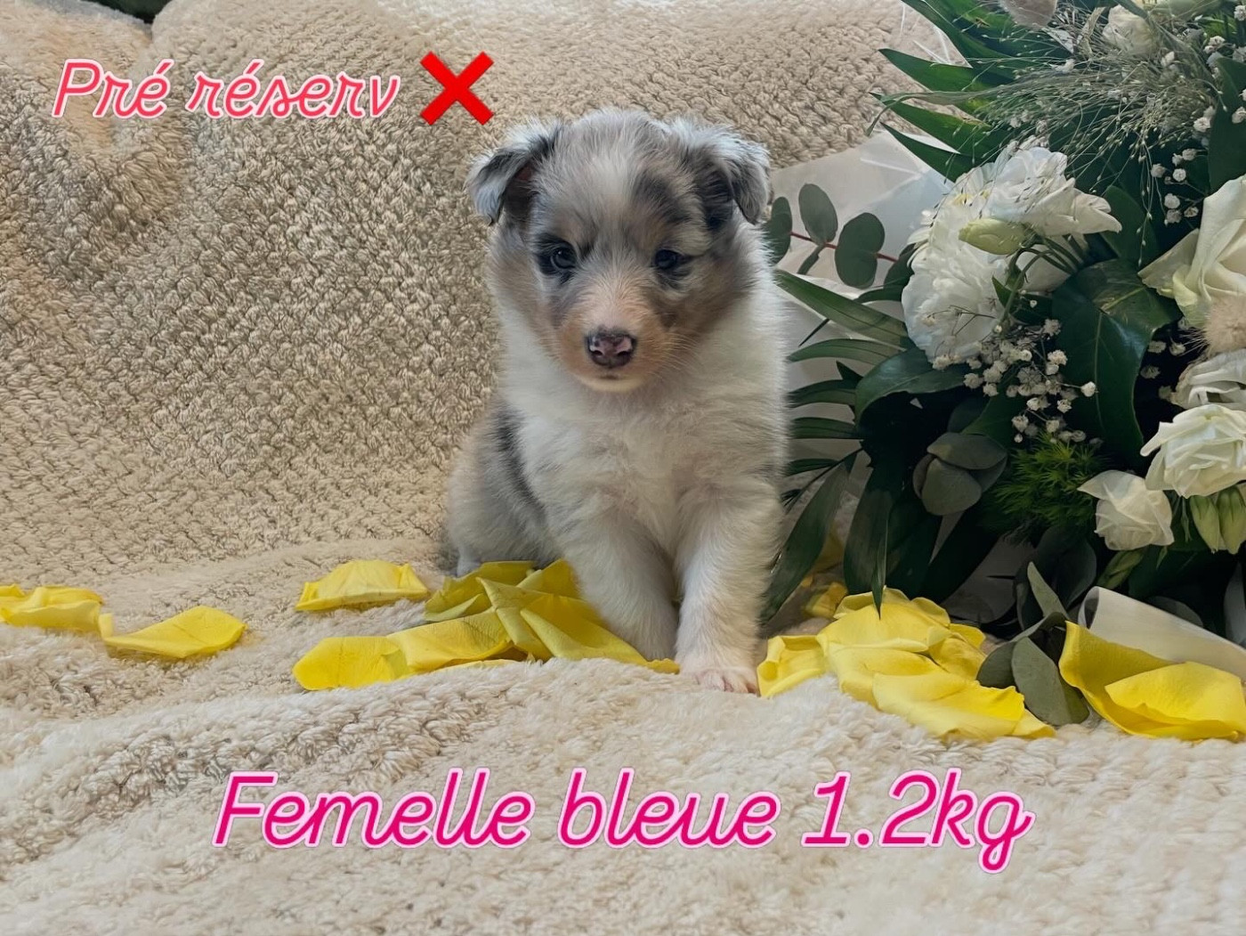 Du Jardin D'aouregan - Chiots disponibles - Shetland Sheepdog