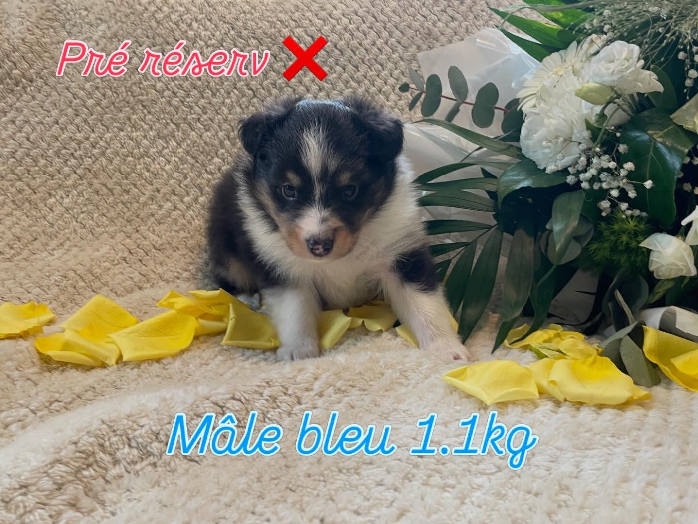 Du Jardin D'aouregan - Chiots disponibles - Shetland Sheepdog