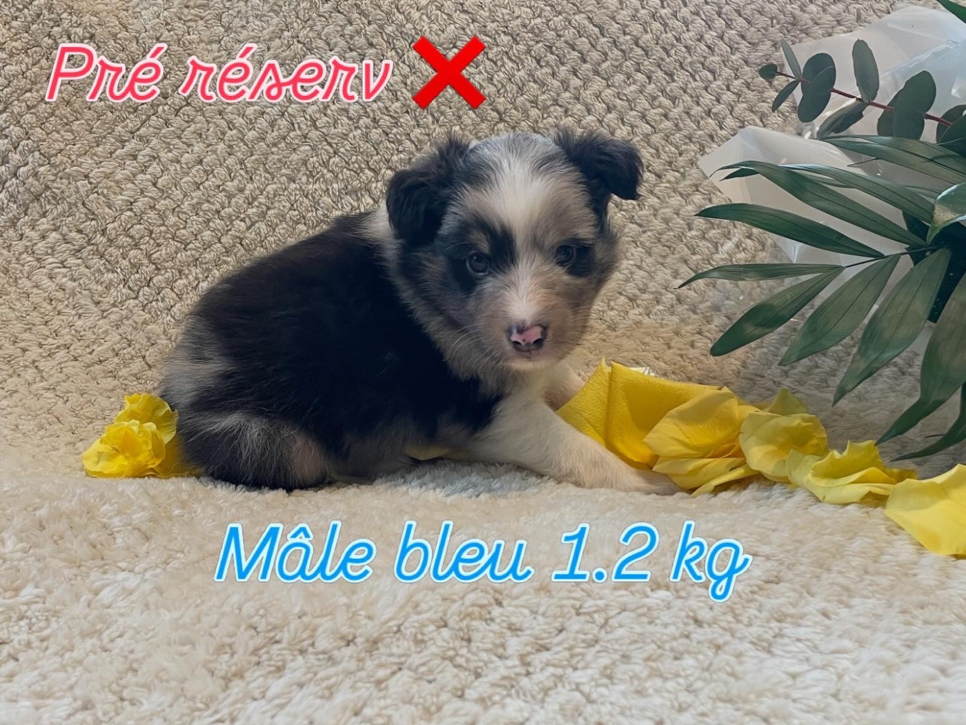 Du Jardin D'aouregan - Chiots disponibles - Shetland Sheepdog