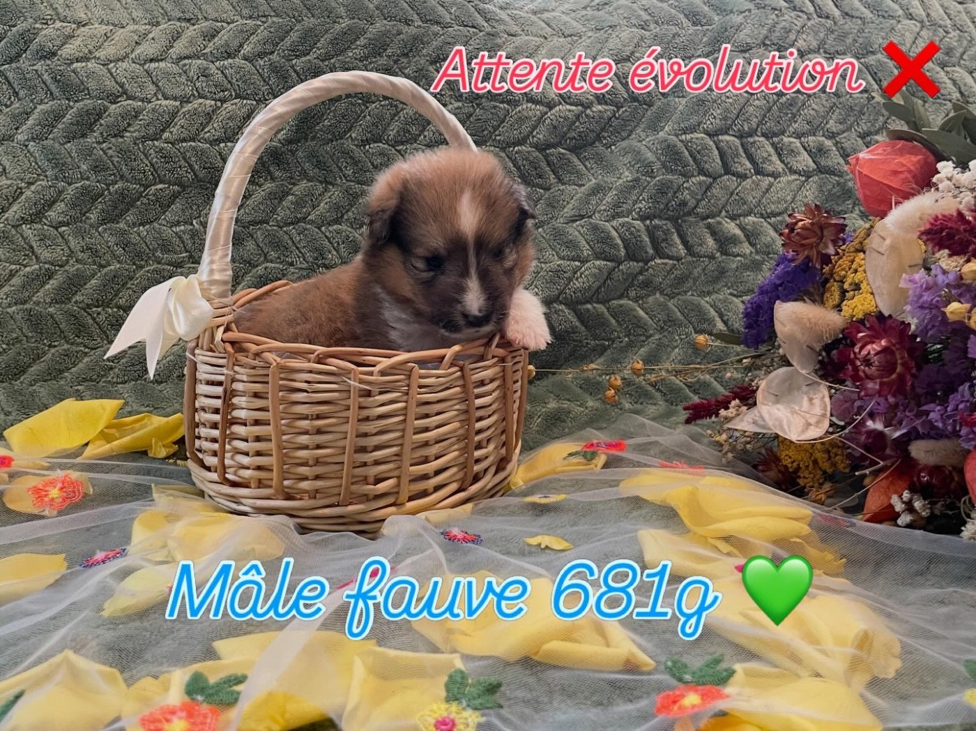 Du Jardin D'aouregan - Chiots disponibles - Shetland Sheepdog