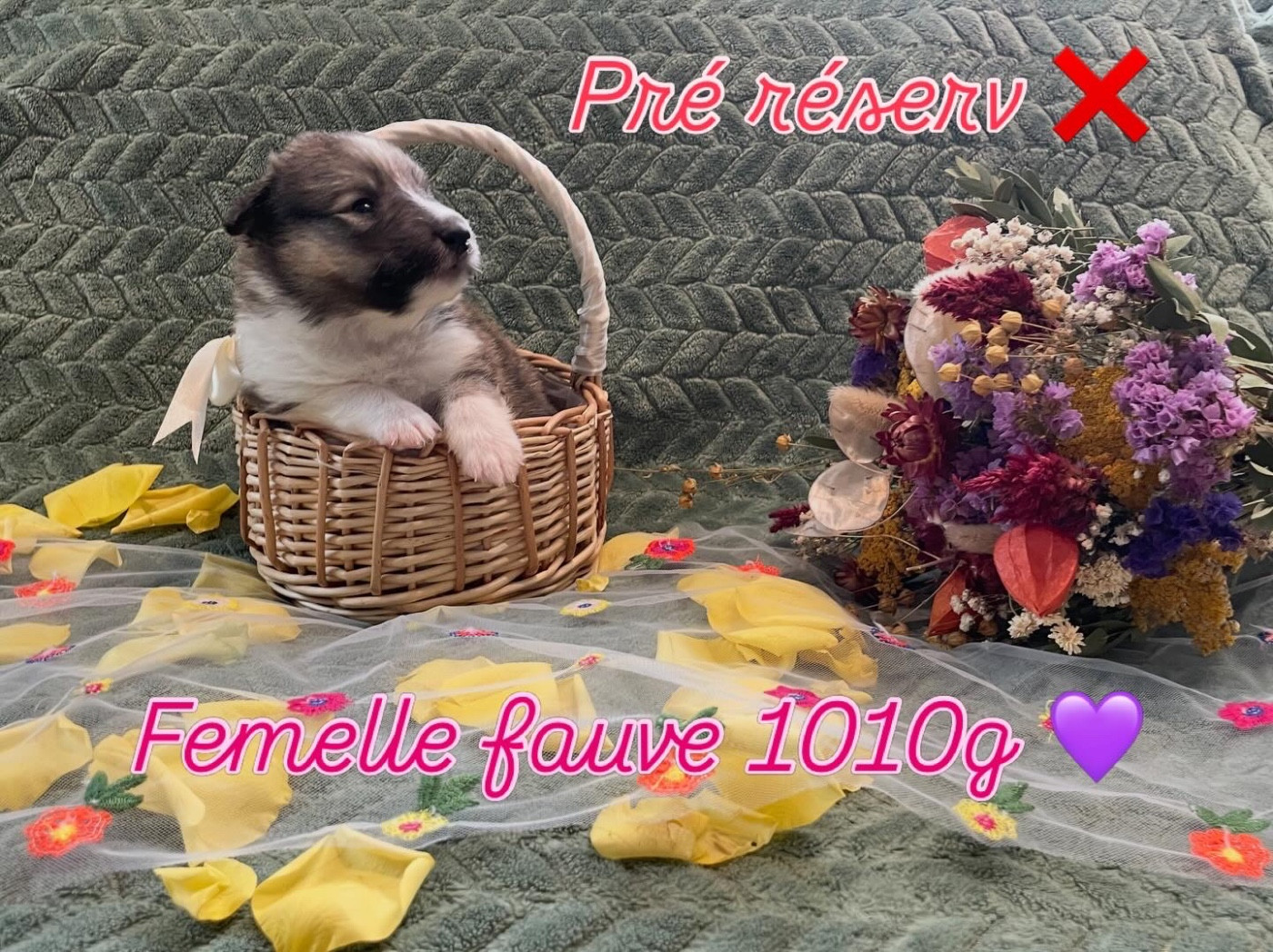 Du Jardin D'aouregan - Chiots disponibles - Shetland Sheepdog