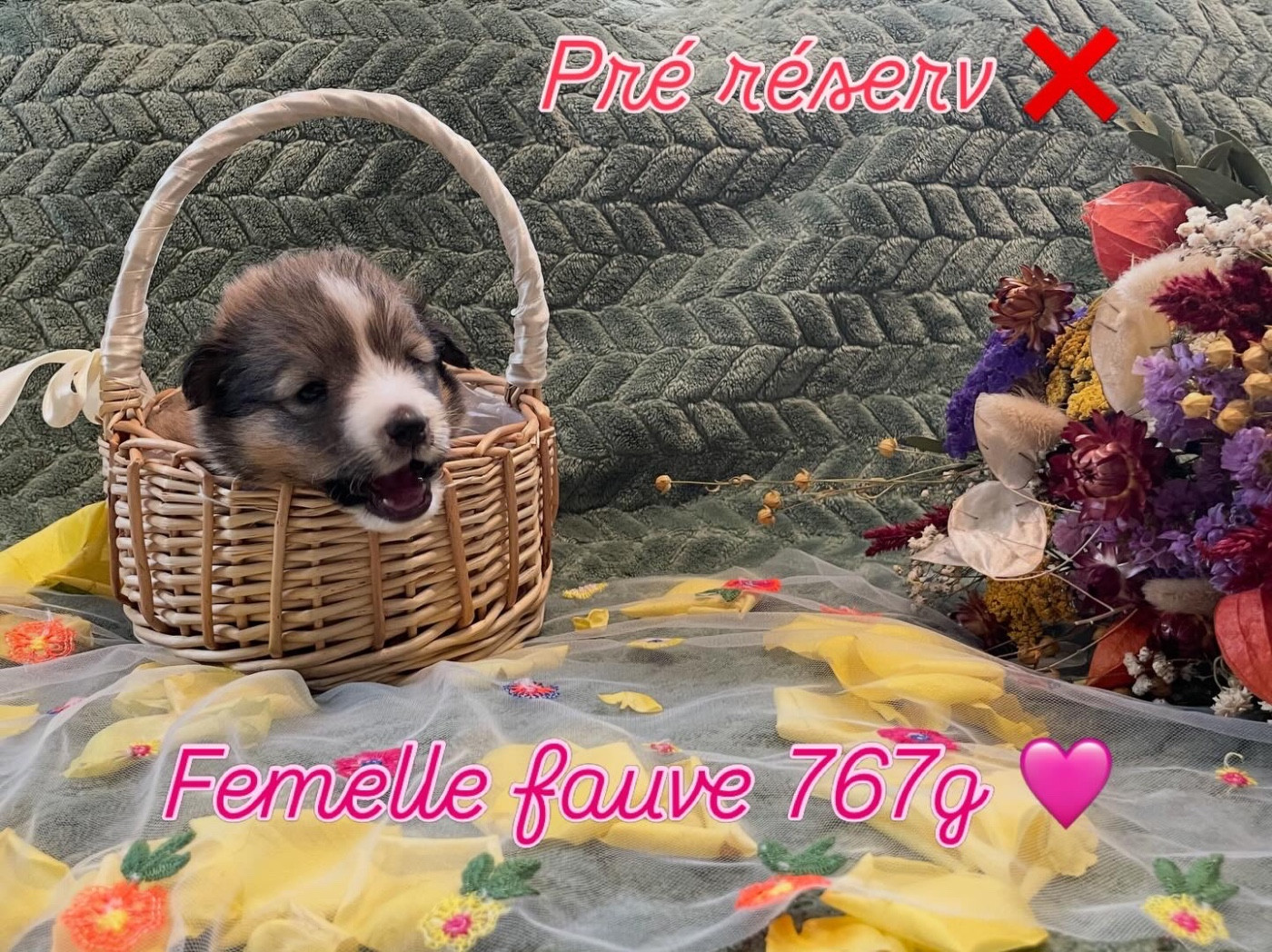 Du Jardin D'aouregan - Chiots disponibles - Shetland Sheepdog