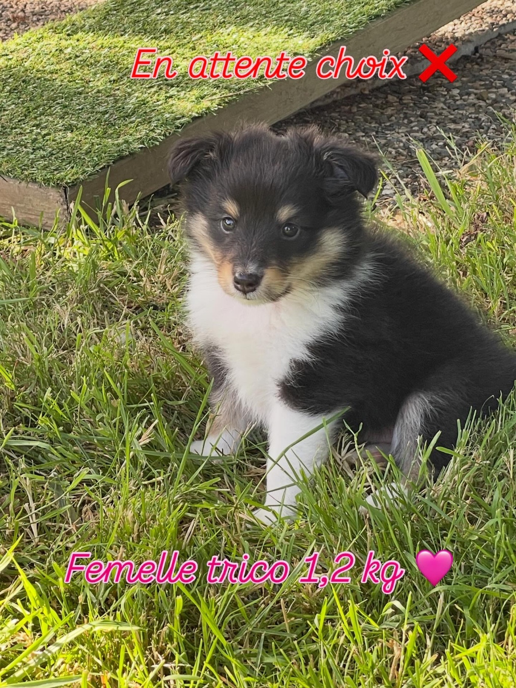 Du Jardin D'aouregan - Chiots disponibles - Shetland Sheepdog