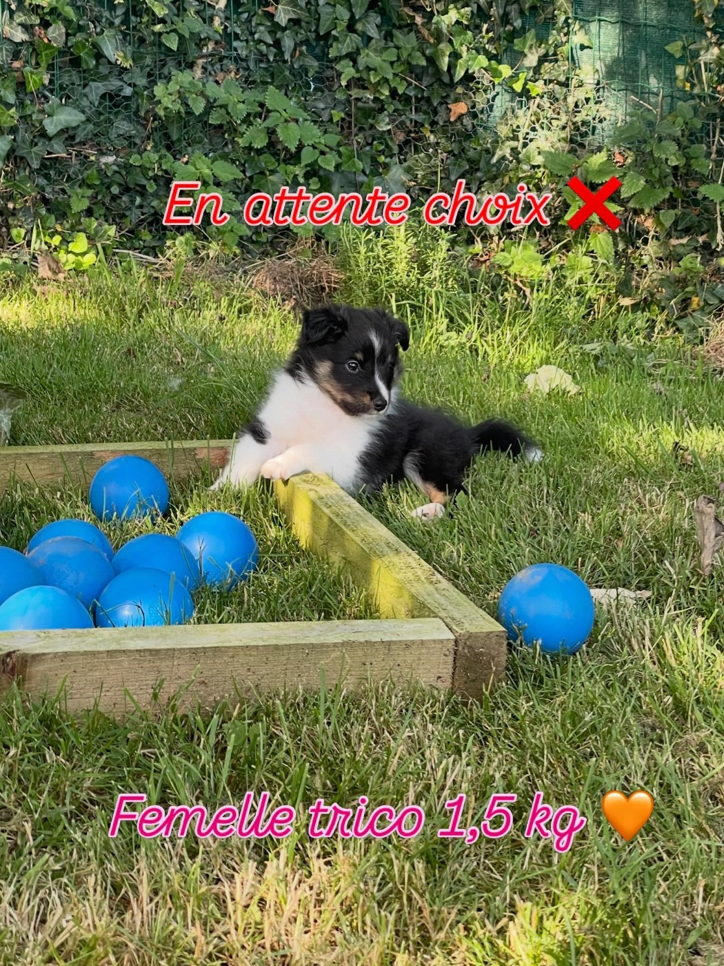 Du Jardin D'aouregan - Chiots disponibles - Shetland Sheepdog