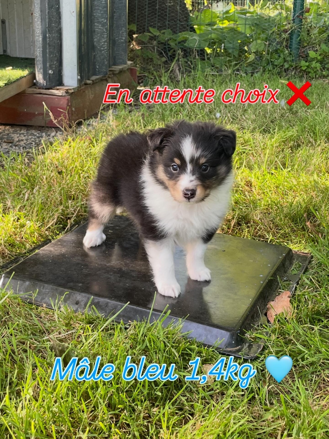Du Jardin D'aouregan - Chiots disponibles - Shetland Sheepdog