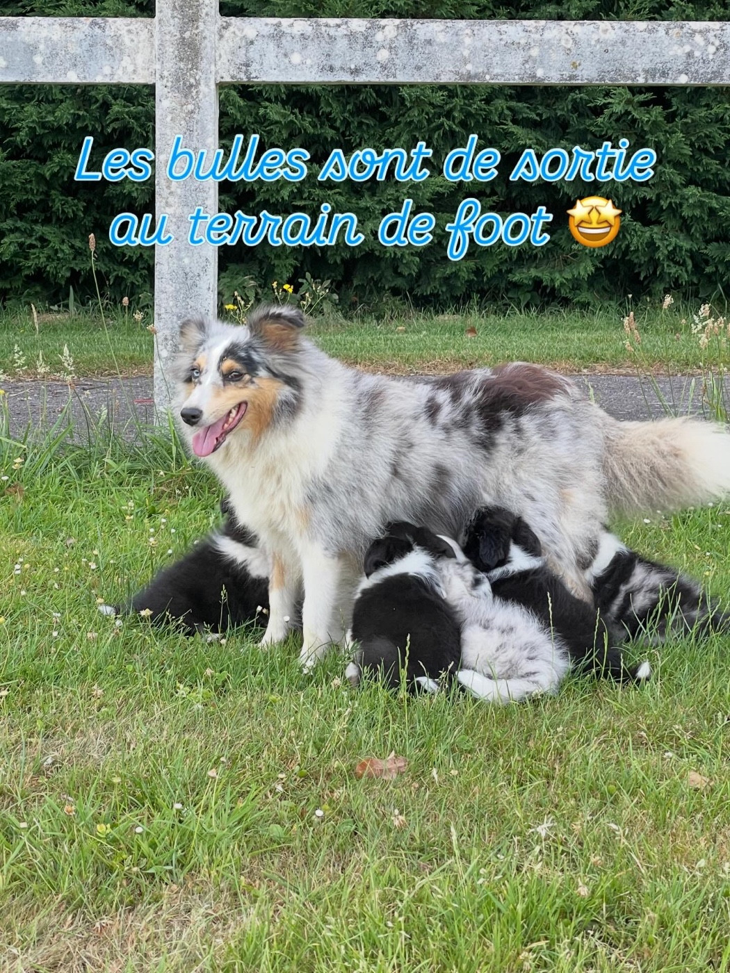 Du Jardin D'aouregan - Shetland Sheepdog - Portée née le 11/05/2026