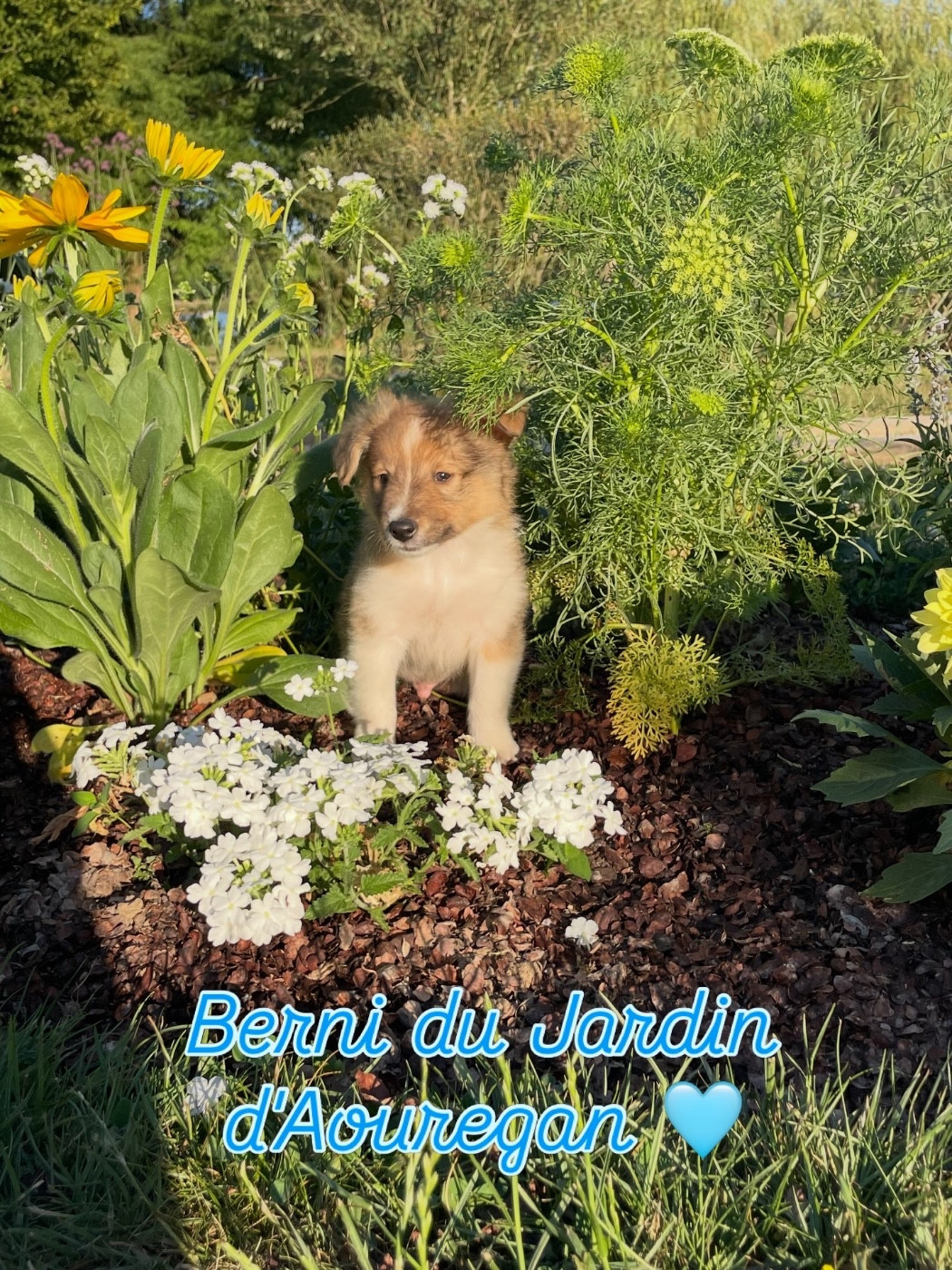 Du Jardin D'aouregan - Chiots disponibles - Shetland Sheepdog