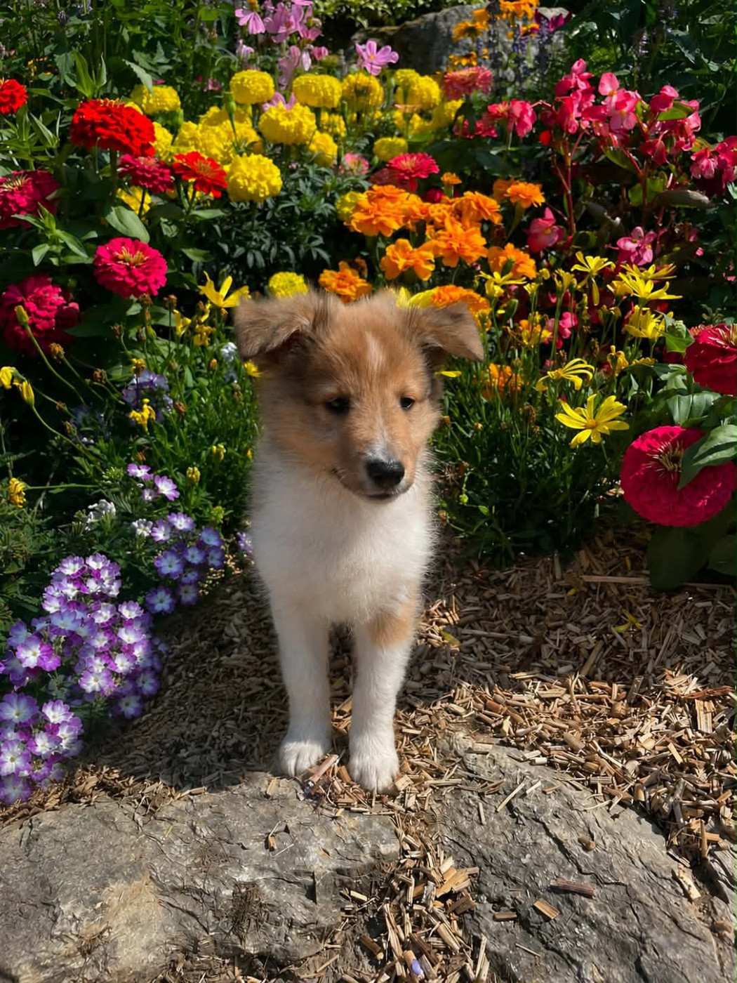 Du Jardin D'aouregan - Chiots disponibles - Shetland Sheepdog