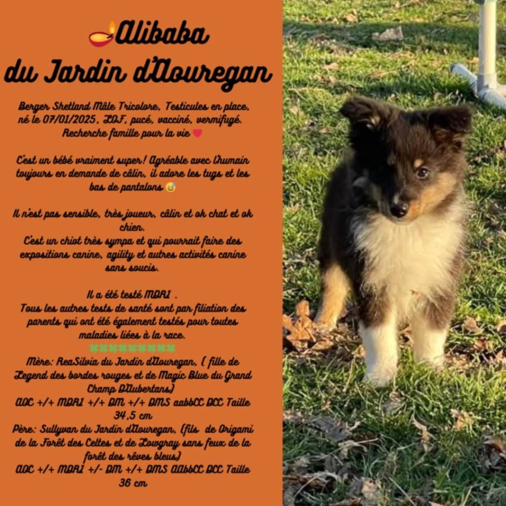 Du Jardin D'aouregan - Chiots disponibles - Shetland Sheepdog