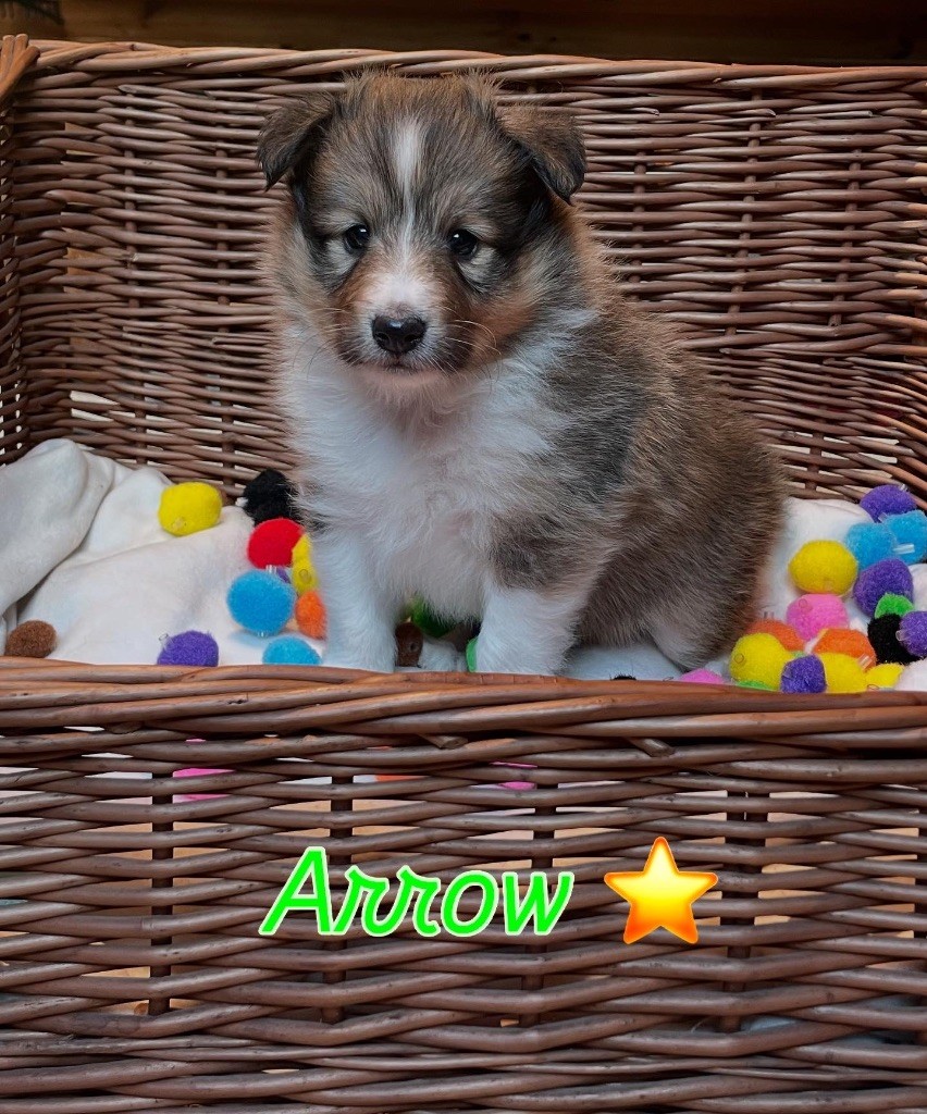 Du Jardin D'aouregan - Chiots disponibles - Shetland Sheepdog