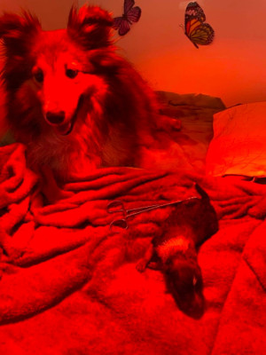 CHIOT 1 coeur violet