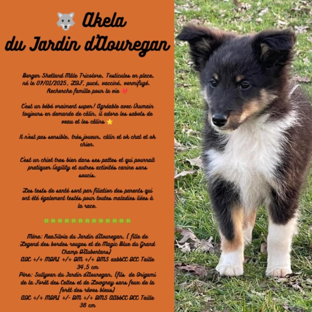 Du Jardin D'aouregan - Chiots disponibles - Shetland Sheepdog